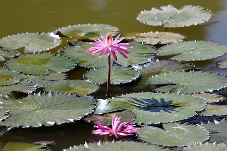 water lily, lily, flower, in the summer of, beautiful flowers, pink, floating leaves