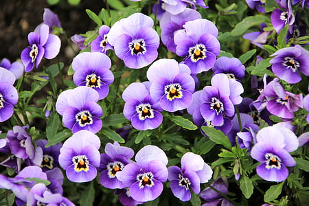 flowers, plant, purple, pansy, violet