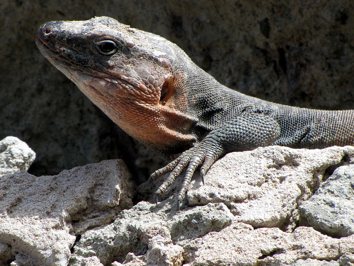 Kadal, batu, reptil, Kepulauan Canary