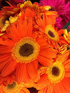 bloemen, Oranje, loof, plant
