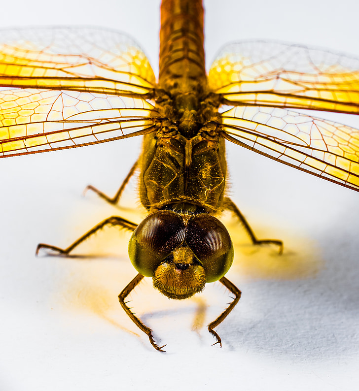 dragonfly, insect, yellow, close, chitin, wing, animal