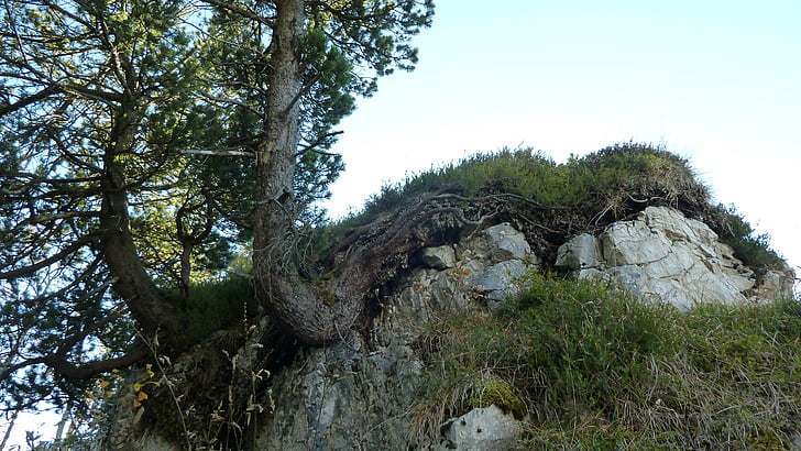 Allgäu, strom, Rock, zarastené