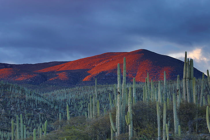 cactus, cactus, amanecer, luz del día, colinas de, paisaje, naturaleza