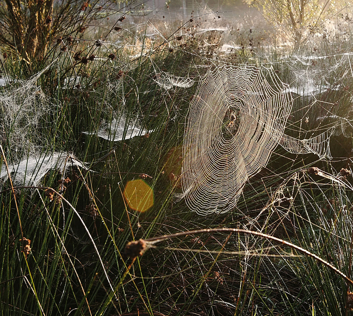 spindelvæv, nummeret Morgentau, solopgang, arachnid, spin, natur, edderkoppespind