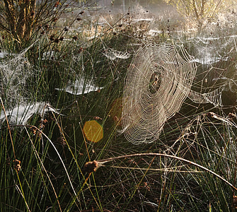 teia de aranha, Morgentau, nascer do sol, aracnídeo, rotação, natureza, teia de aranha