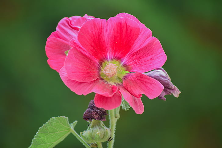 flower, pink, red, plant, nature, bloom, green