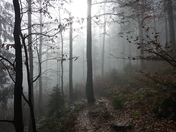 brouillard, Forest, arbres