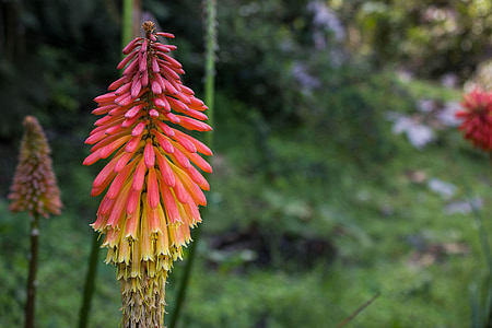 kniphofia, fire poker flower, tritoma, red hot poker, torch lily, plant, flora