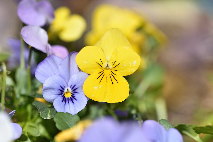 violeta, flor, flors de primavera, flors, blau, groc, jardí