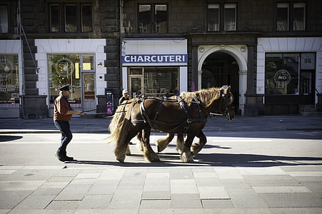 Kopenhaagen, hobused, Taani, City, Street