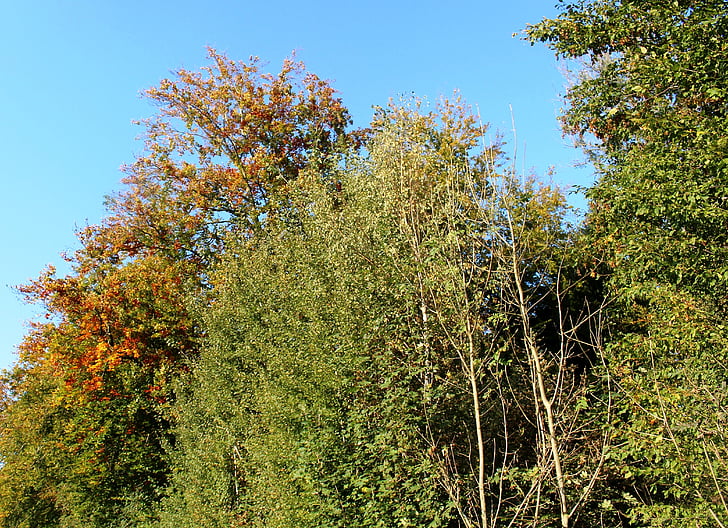hutan, pohon, musim gugur, warna, matahari, langit