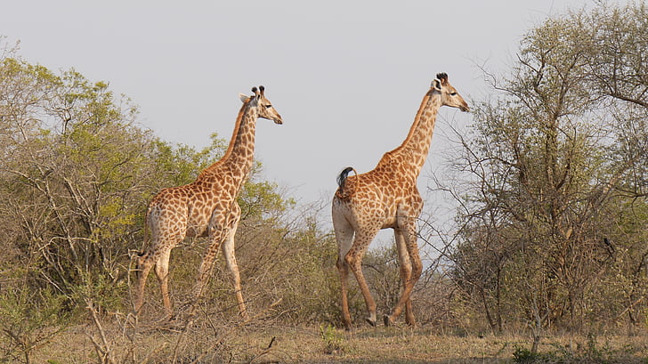 Sudáfrica, Hluhluwe, jirafas, animal salvaje, Parque Nacional, flora y fauna, África