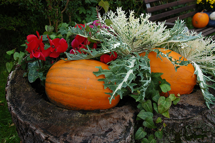 calabaza, jardín, otoño, decoración de otoño, decoración del jardín, verduras, amarillo