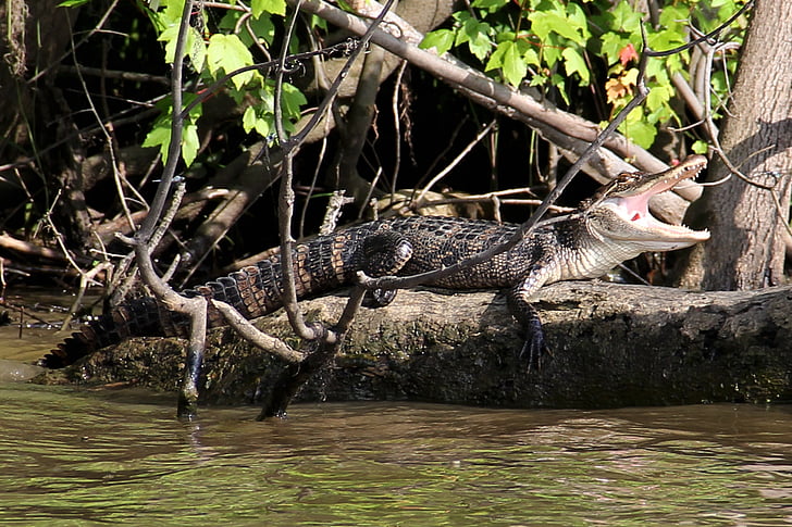Alligator, marais, Bayou, animal, crocodile, Louisiane, faune
