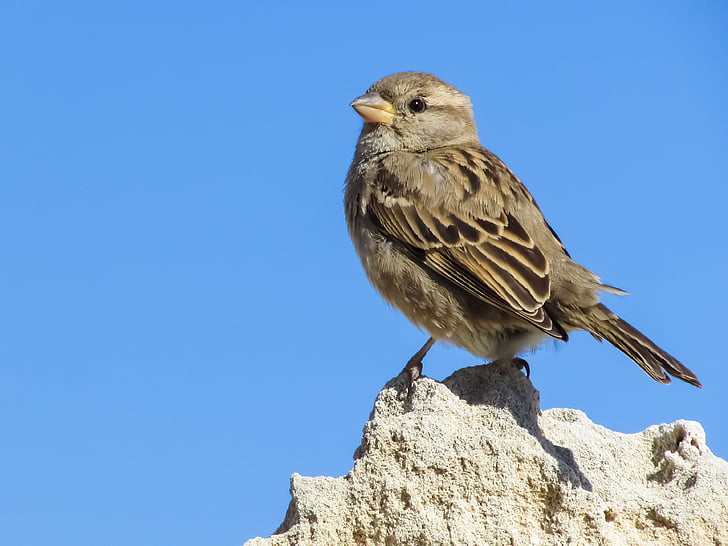 Sparrow, sedící, Rock, Příroda, volně žijící zvířata, malé, Fajn
