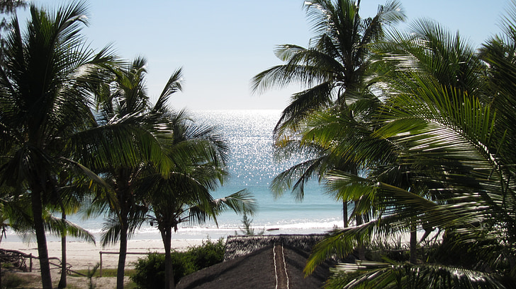horizon, coconut trees, mar, ocean, blue, sky, landscape