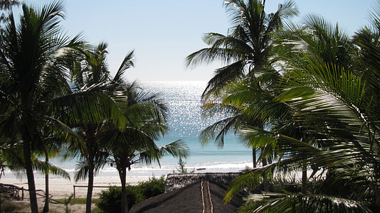 horisonten, kokos træer, Mar, Ocean, blå, Sky, landskab
