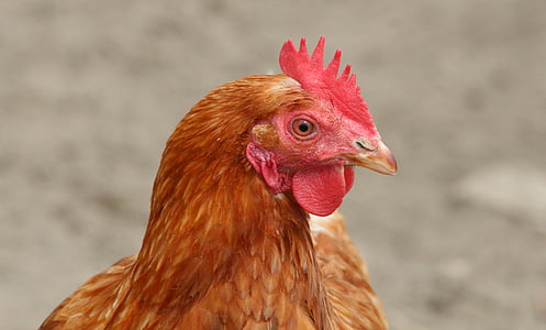 hen, thịt gà, con gà, chăn nuôi gia cầm, con chim, động vật, lông chim