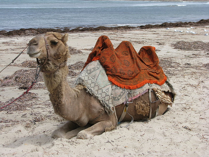 Camel, stranden, Australien, öken, Sand, dromedar Camel, djur