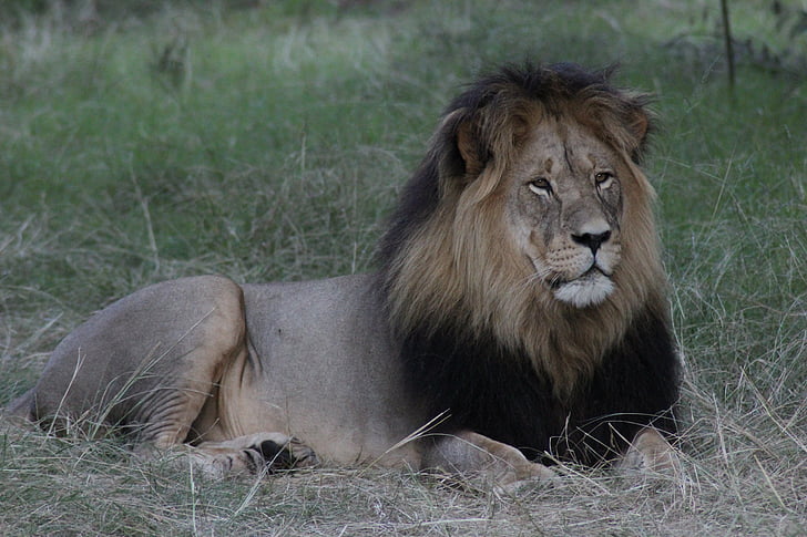 Lion, l’Afrique, nature, faune, Safari, animal, mâle
