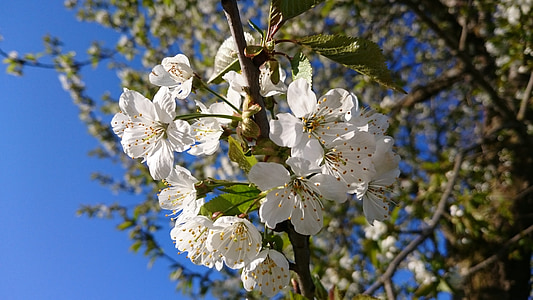Пролет, природата, Блум, Бъд, растителна, Пролетно цвете, ябълка