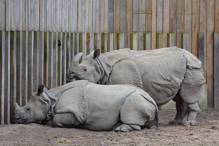 Rhino, zviera, nosorožec, cicavec, Príroda, voľne žijúcich živočíchov