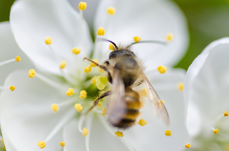 Gamta, makro, gyvūnai, bičių, žiedadulkių, balta, gėlė