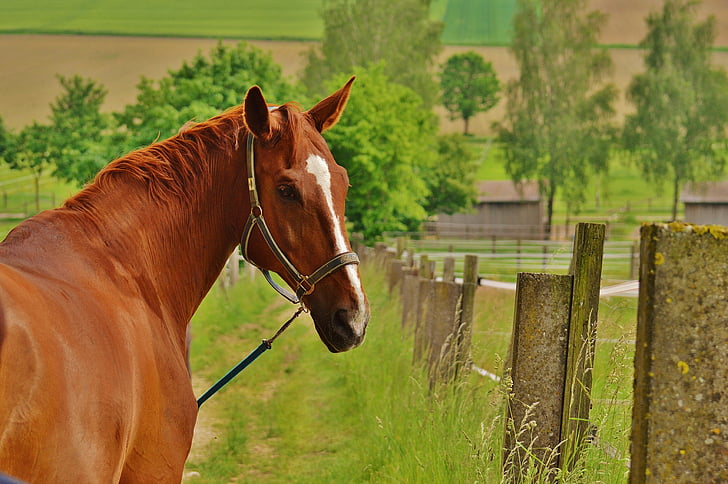 häst, hingst, koppling, Reiterhof, landskap, hästhuvud, brun