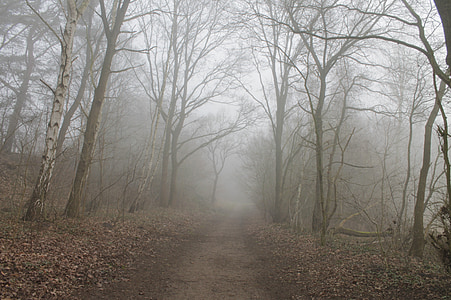 lesní cesta, mlha, stromy, krajina, Lane, Les