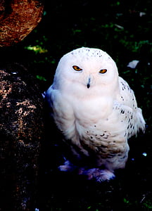 snowy owl, bird, white, enclosure, animal, owl, raptor