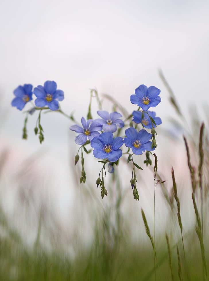 fleur, bleu, Meadow, printemps, Len, nature, herbe