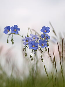 bloem, blauw, weide, lente, len, natuur, gras