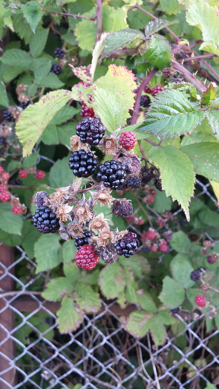 blackberries, berries, foliage, leaves, berry, black, garden