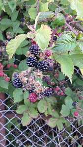 黑莓, 浆果, 叶子, 叶子, 浆果, 黑色, 花园