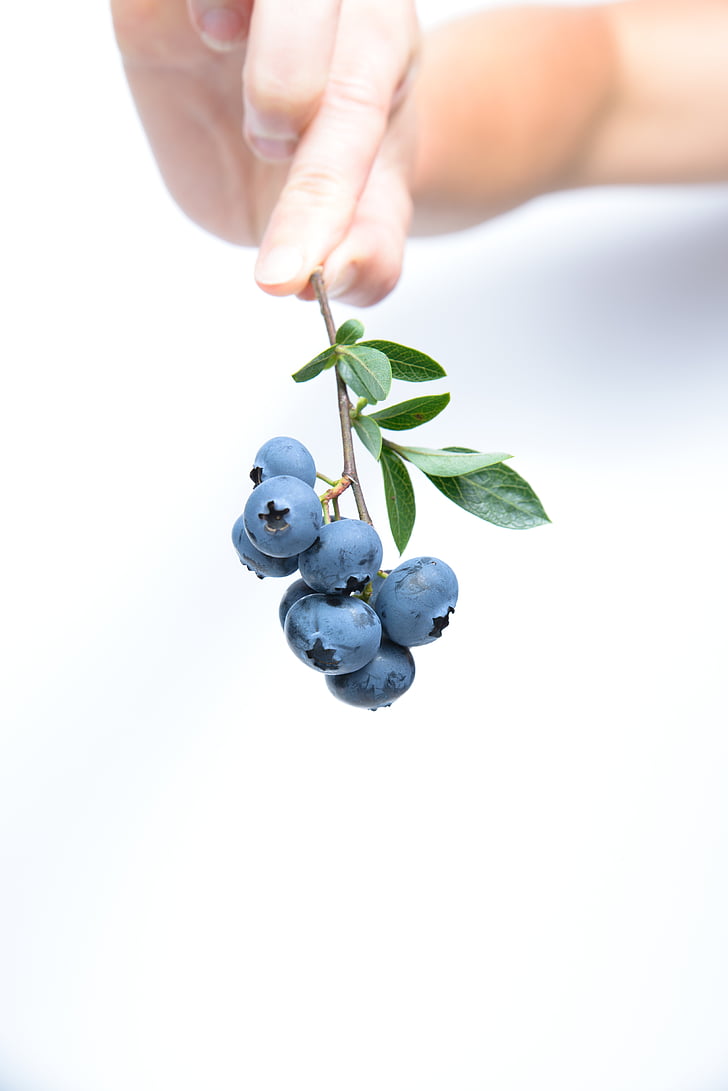 blåbär, frukt, blå, mänsklig hand, mänskliga kroppsdel, en person, vit bakgrund
