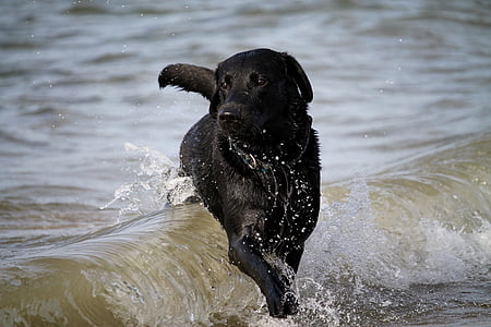 val, câine, apa, mare, Surf, apa sarata