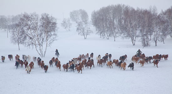 gruppe, snø, hester, Vinter