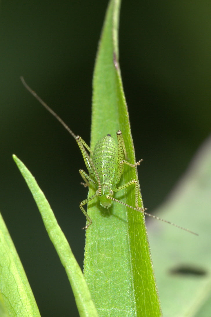viridissima, feuilles caduques locust, insecte, fermer, macro, vert, animal de printemps