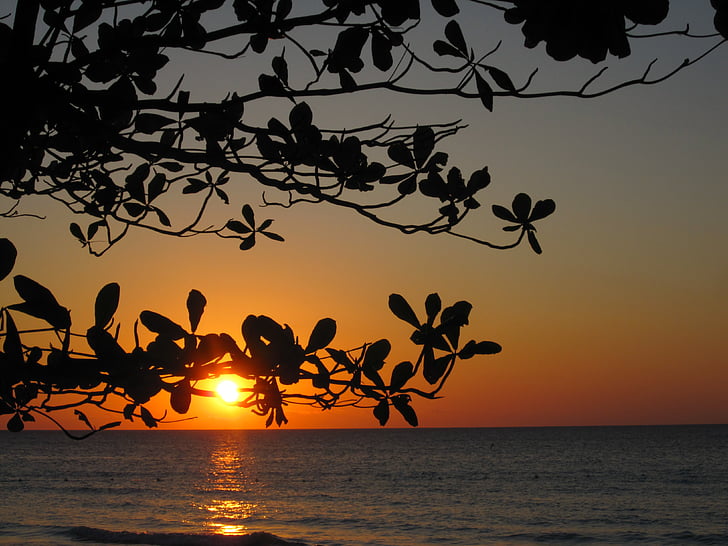 sunset, tree, silhouette, water, evening, ocean, paradise