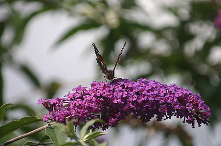 醉鱼草, 紫色, 海军上将, 蝴蝶, 夏季, 花园, 花蜜