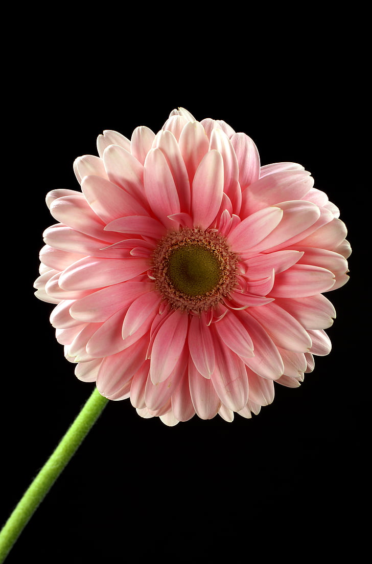 flower, pink, pink flower, plant, flowers, beautiful, gentle