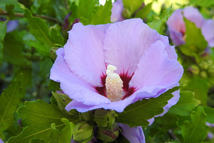 hibisc, flor del hibisc:, blau, planta ornamental, jardí, hibisc blau