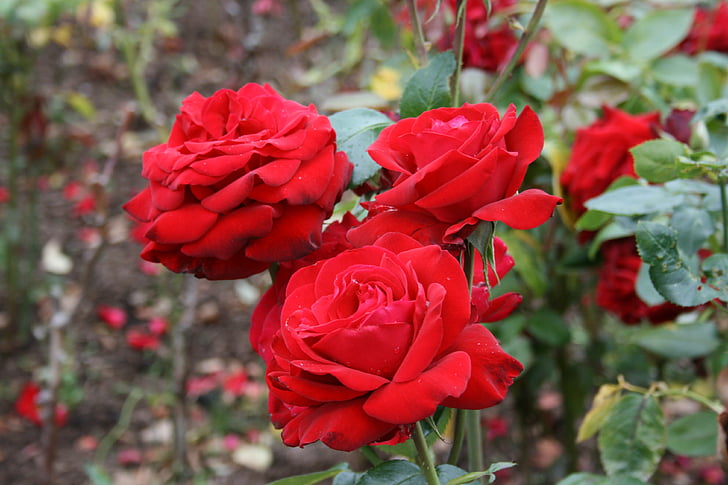 Rosa, rode roos, bloem, rood, schoonheid, romantiek, romantische