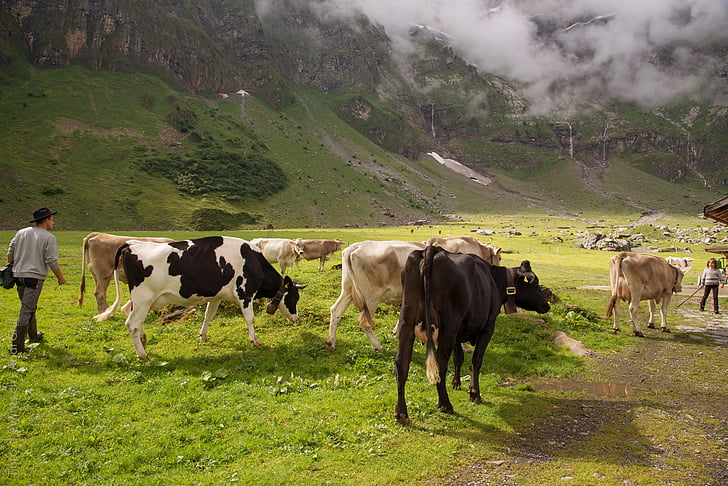 Horská pastvina, tele, Švýcarsko, Kanton glarus, Glarus, krávy, Alp