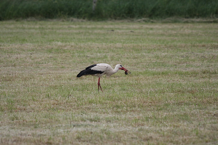 Stork, muldvarp, fugle, hvid stork, Rattle stork, Storkene, hvid stork