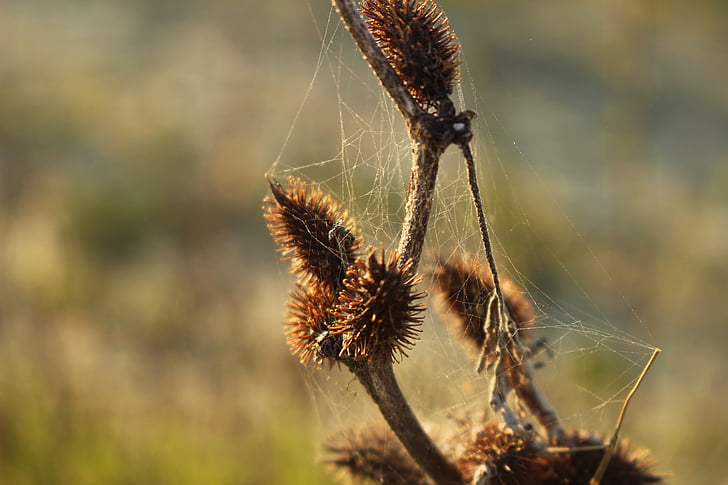 ιστοί αράχνης, αποξηραμένα άνθη, φύση, εκστρατεία, αγριολούλουδα