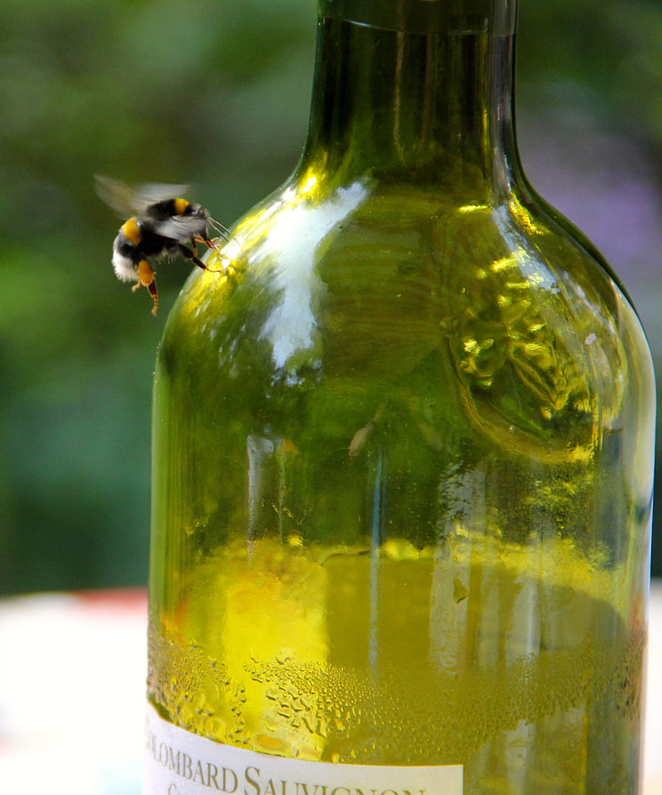 Bee, fľaša, včelí med, hmyzu