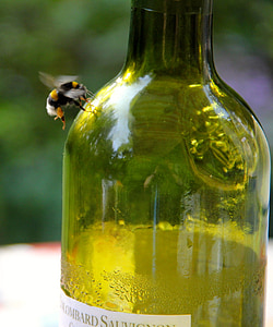 Bee, flaske, honningbie, insekt