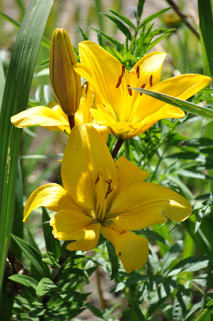 lys, yellow lily, flowers, yellow, bouquet, garden, fleur de lis