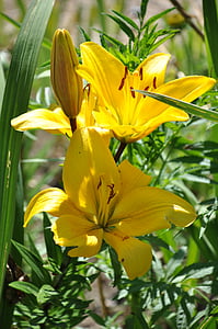 Lys, żółtą lilię, kwiaty, żółty, bukiet, ogród, Obiekt Fleur de lis